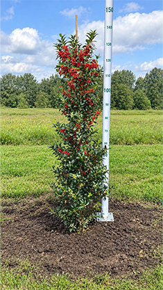 prunus l rotundifolia