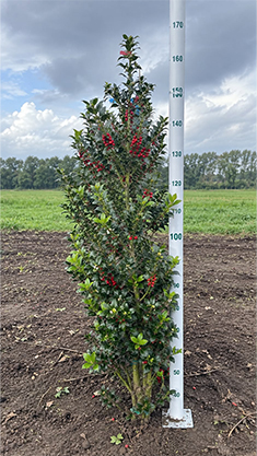 prunus l rotundifolia